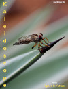 Kaleidoscope-3.jpg