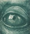 Equals1 ecology - eye.jpg