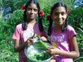 Growing food 2017 2 Udavi harvest ladies fingers.jpg