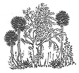 PebbleGarden trees.jpg