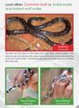 Common krait vs. bridal snake and barred wolf snake