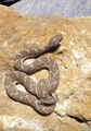 Saw-scaled viper (venomous)