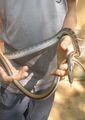 Trinket snake