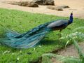 2014 Gratitude peacock 1.JPG