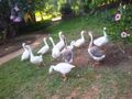 2014 Gratitude geese 2.jpg
