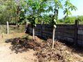 Udavi garden 2019 3.jpg
