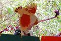 Photo Natures Theater - bird hat.jpg