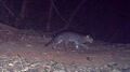 Rusty-spotted Cat at Pitchandikulam, 10 Aug 2016.jpg