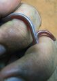 Worm snake