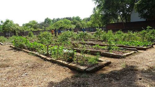 Udavi garden 2019 7.jpg