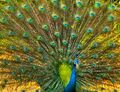 2014 Gratitude peacock 5.JPG